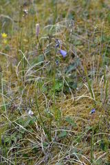 Polemonium acutiflorum