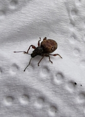 Otiorhynchus