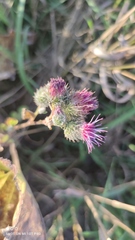 Arctium tomentosum
