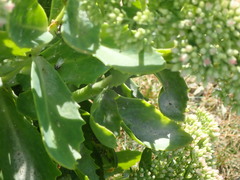 Erysiphaceae