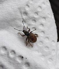 Otiorhynchus