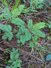 Chamaecrista