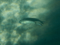 Diplodus sargus