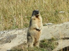 Marmota marmota