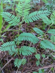Chamaecrista