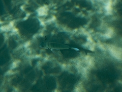Diplodus sargus