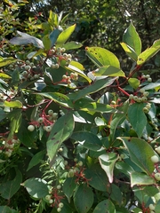 Cornus racemosa