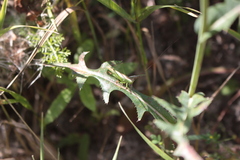 Conocephalus fuscus