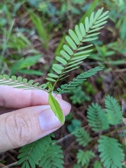 Chamaecrista