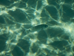Diplodus sargus
