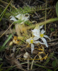 Aphyllon californicum grayanum