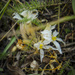 Aphyllon californicum grayanum - Photo (c) faerthen, algunos derechos reservados (CC BY-NC), subido por faerthen