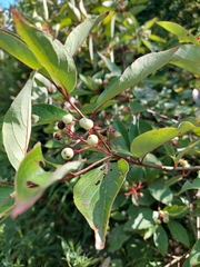 Cornus racemosa