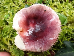 Russula olivacea
