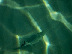 Diplodus sargus