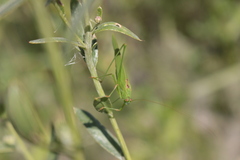 Phaneroptera falcata