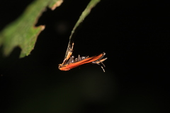 Stathmopodidae