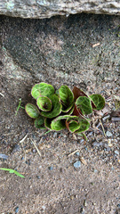 Pyrola americana