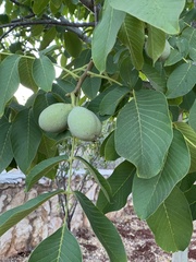 Juglans regia