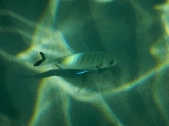 Diplodus sargus