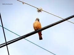 Hirundinea ferruginea