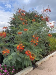 Caesalpinia