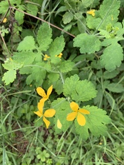 Chelidonium majus