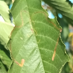 Lyonetia clerkella