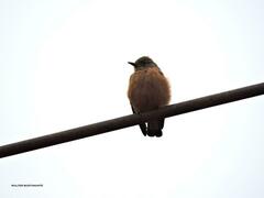 Hirundinea ferruginea