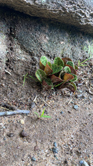 Pyrola americana