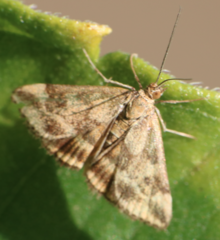 Pyrausta despicata