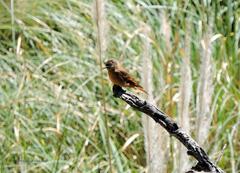 Hirundinea ferruginea