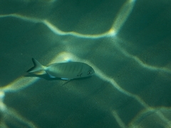 Diplodus sargus