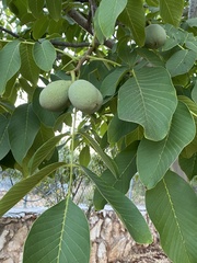 Juglans regia
