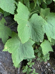 Rubus parviflorus
