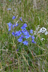 Delphinium