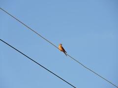 Hirundinea ferruginea