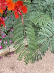 Caesalpinia