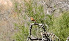 Hirundinea ferruginea