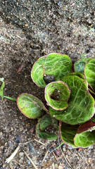 Pyrola americana