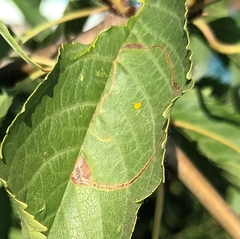 Lyonetia clerkella