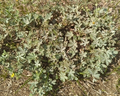 Potentilla argentea