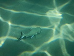 Diplodus sargus