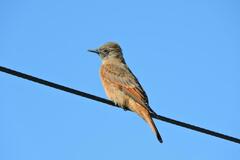 Hirundinea ferruginea