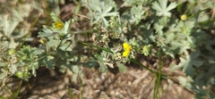 Potentilla argentea