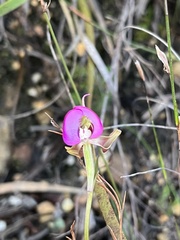 Disperis capensis