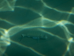 Diplodus sargus