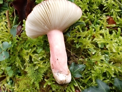 Russula olivacea