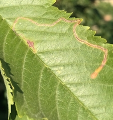 Lyonetia clerkella