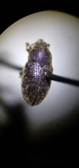 Larinus minutus